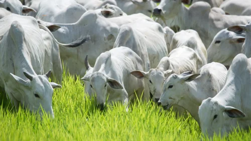 "Brasil precisa reduzir em um ano a idade de abate dos bovinos. Aumento de produtividade  imenso", destaca especialista