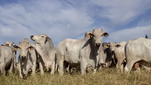 Otimizao de lotes de bovinos no confinamento contribui para a maior rentabilidade no negcio