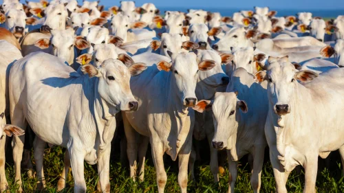 Prazo para incio da exigncia de exames de brucelose e tuberculose em bovinos destinados a leiles  prorrogado