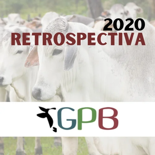 Retrospectiva 2020: relembre algumas das conquistas do GPB