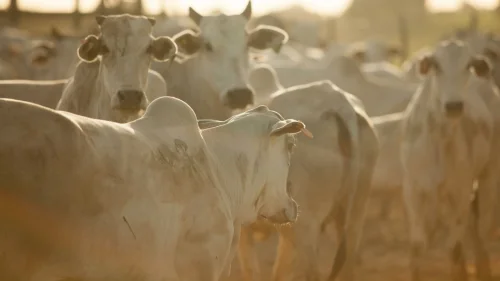Qual a razo do aumento de abates de fmeas bovinas em fevereiro?